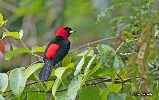 masked-crimson_tanager