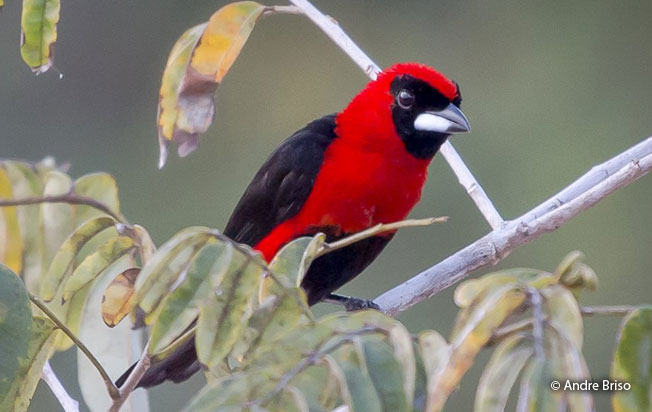 masked-crimson_tanager