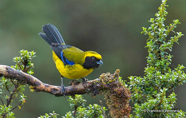 masked-mountain-tanager