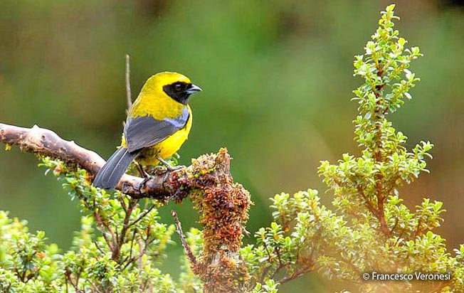 masked-mountain-tanager