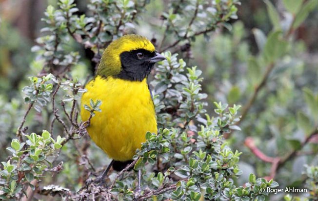 masked-mountain-tanager