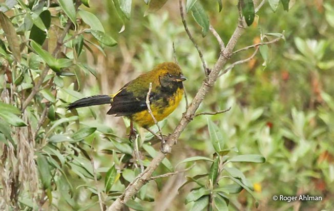 masked-mountain-tanager