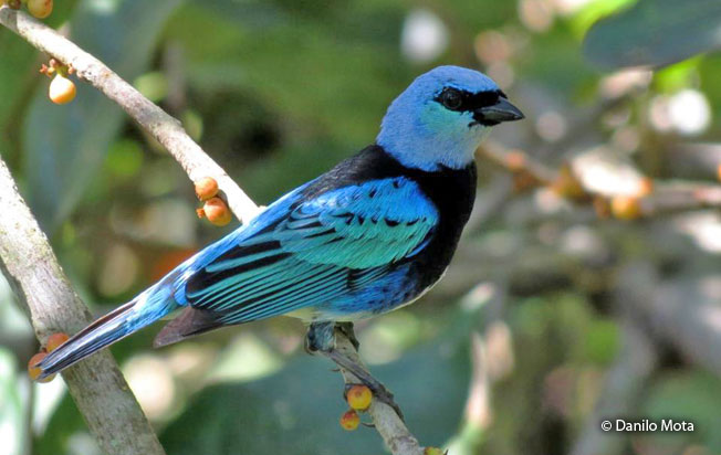 masked-tanager