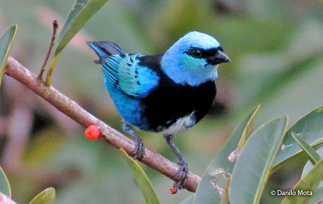 masked-tanager