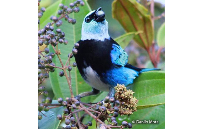 masked-tanager