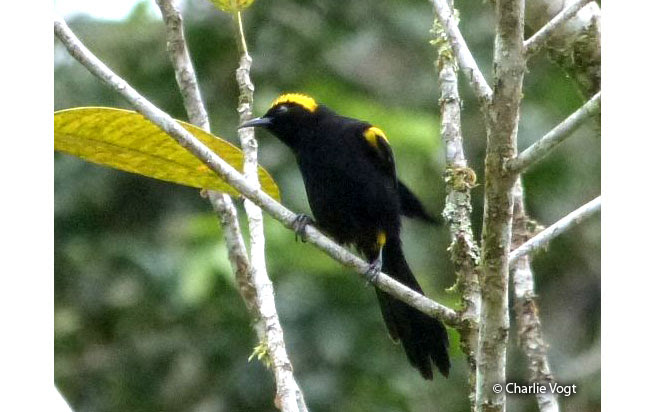 moriche oriole