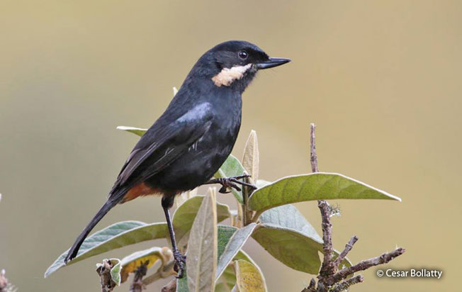 moustached_flowerpiercer