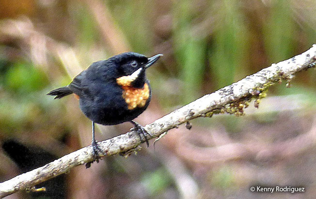 moustached_flowerpiercer