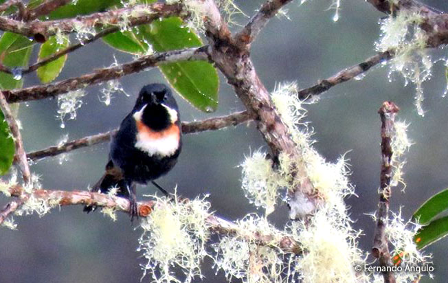 moustached_flowerpiercer