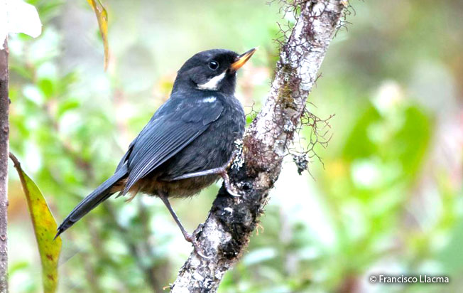 moustached_flowerpiercer
