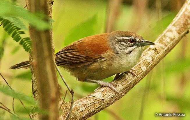 moustached_wren