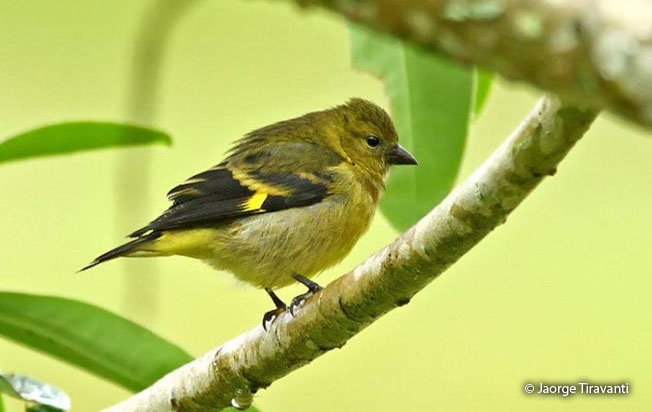 olivaceous_siskin