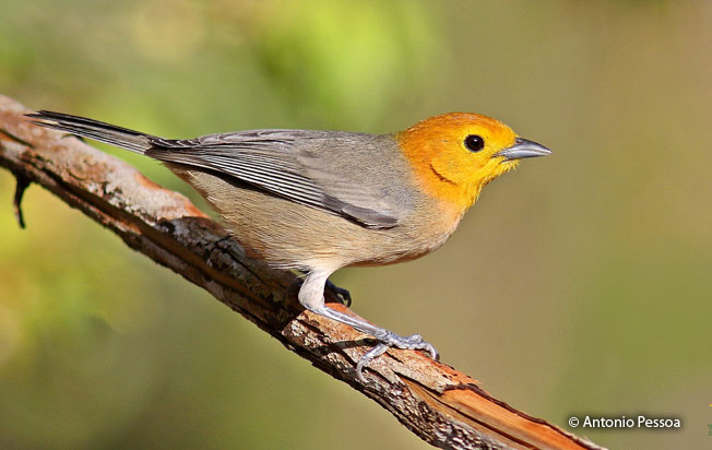 orange-headed_tanager