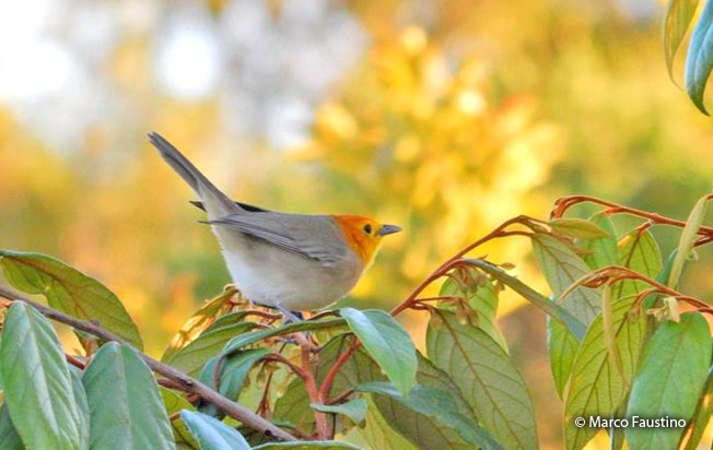 orange-headed_tanager