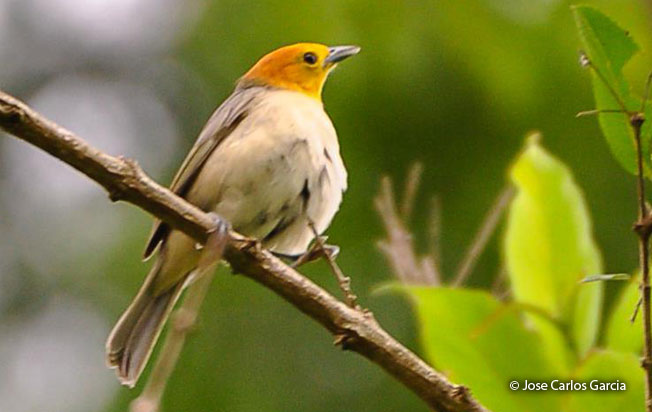 orange-headed_tanager