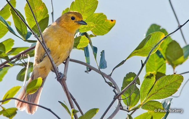 orange-headed_tanager