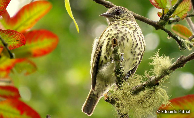 sharpbill