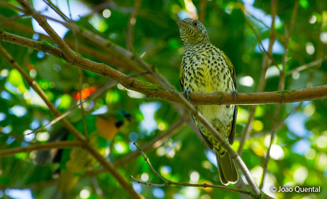 sharpbill