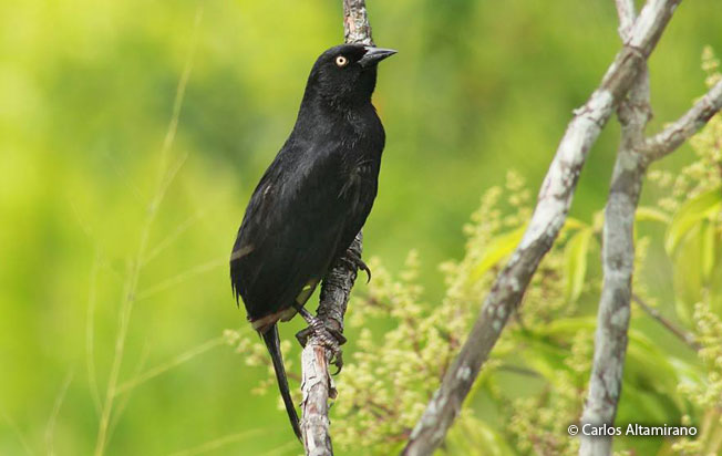 pale-eyed_blackbird
