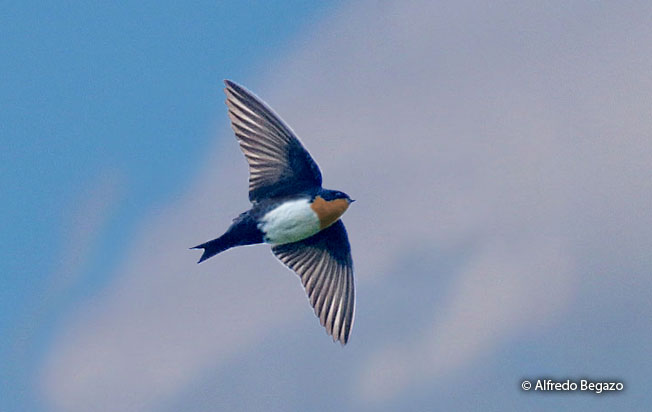 pale-footed_swallow