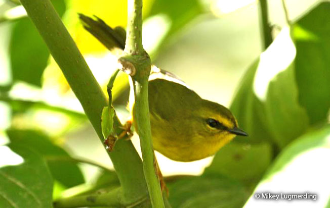 pale-legged_warbler