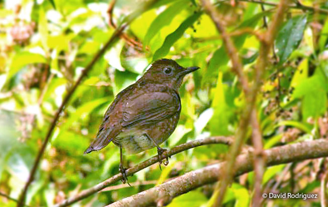 pale-vented_thrush