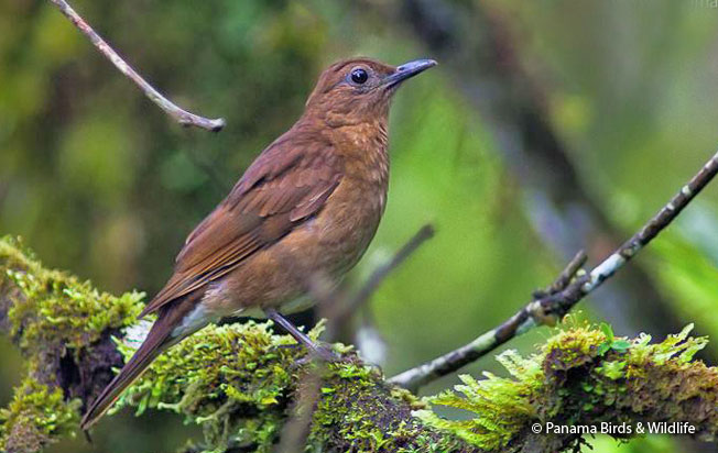 pale-vented_thrush