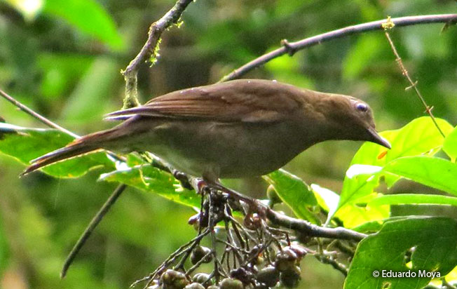 pale-vented_thrush