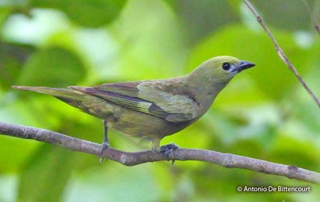 palm_tanager