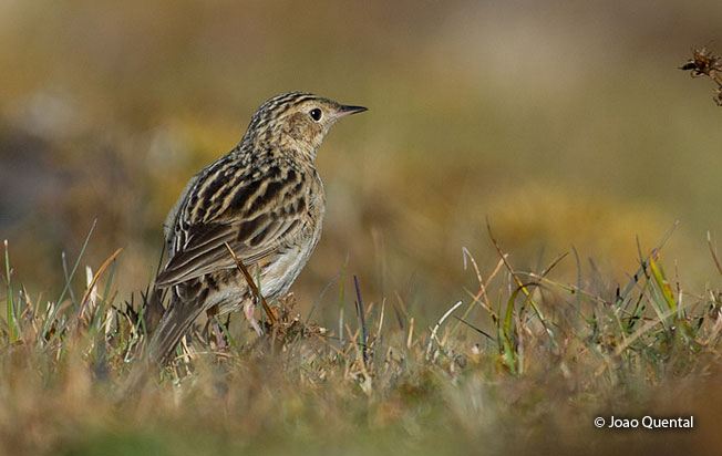 paramo_pipit