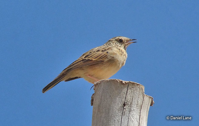 paramo_pipit