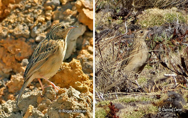 paramo_pipit