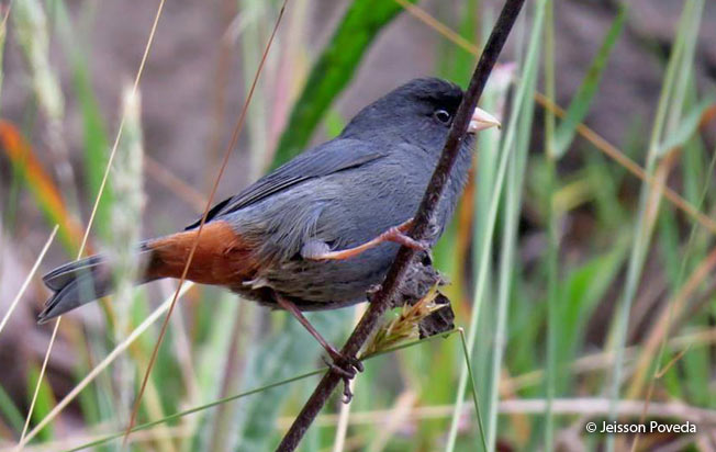 paramo_seedeater