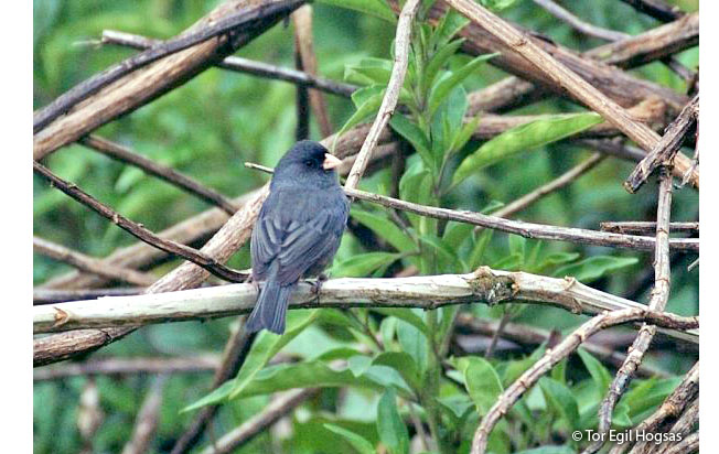 paramo_seedeater