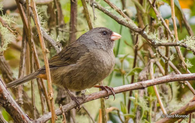 paramo_seedeater
