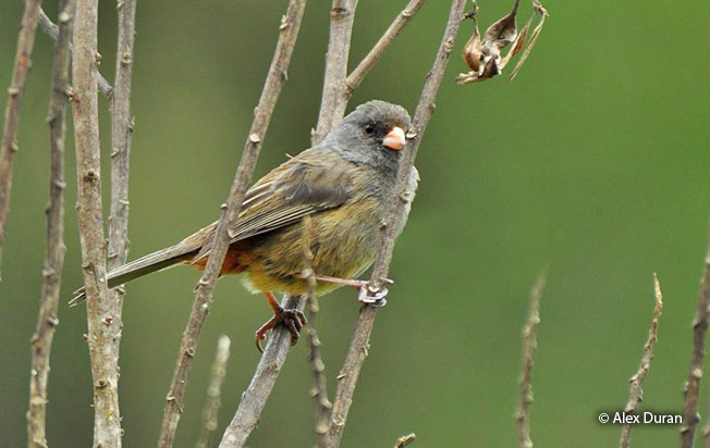 paramo_seedeater