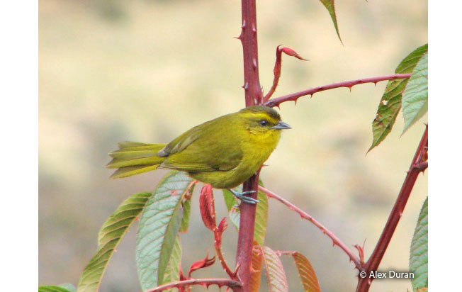 parodi's_hemispingus