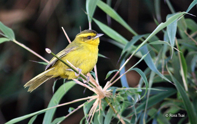 parodi's_hemispingus