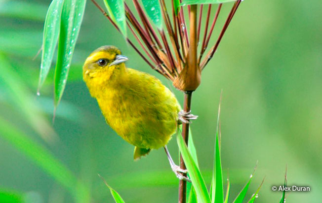 parodi's_hemispingus