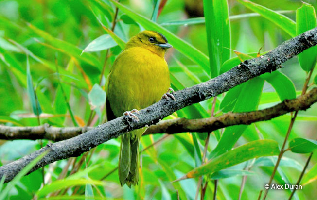 parodi's_hemispingus