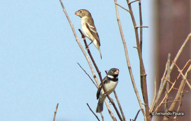 parrot-billeds_seedeater