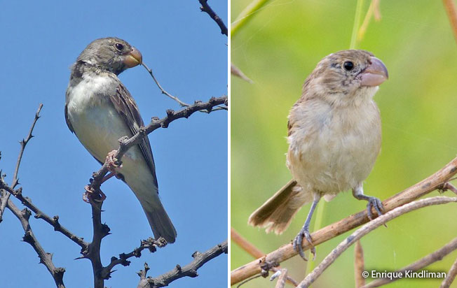 parrot-billeds_seedeater