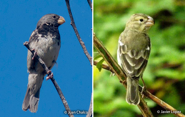 parrot-billeds_seedeater
