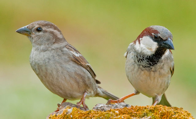 house sparrow