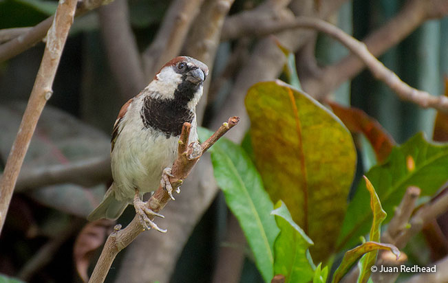 house sparrow