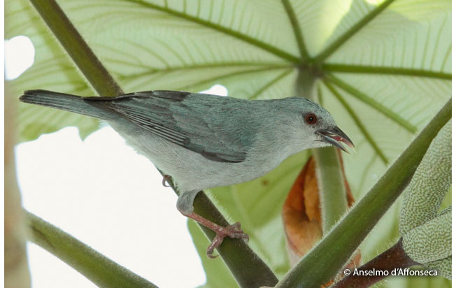 pearly-breasted_conebill