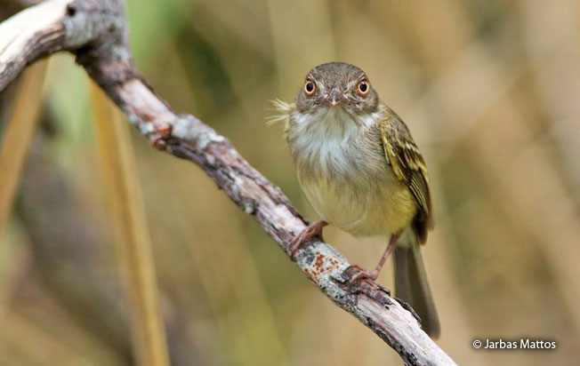 pearly-vented_tody-tyrant