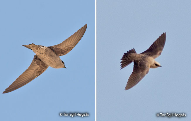 peruvian_martin