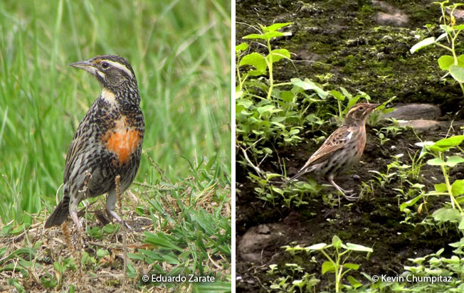 peruvian_meadowlark