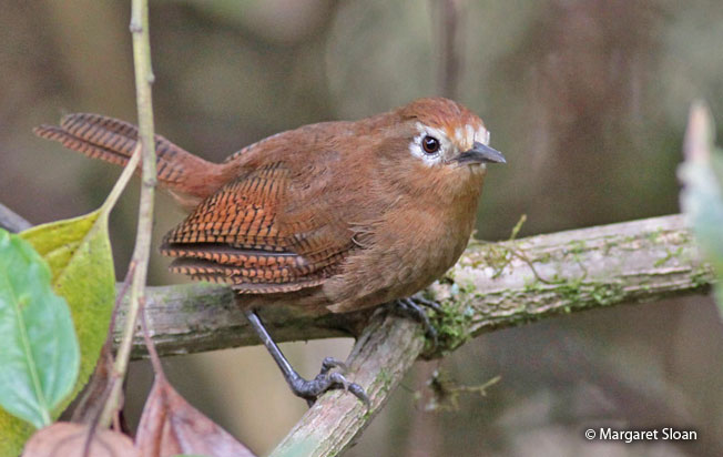 peruvian_wren